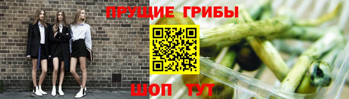 Псилоцибиновые грибы Psilocybe  Вход с VPN  Ставрополь  Псилоцибиновые грибы ЛСД 